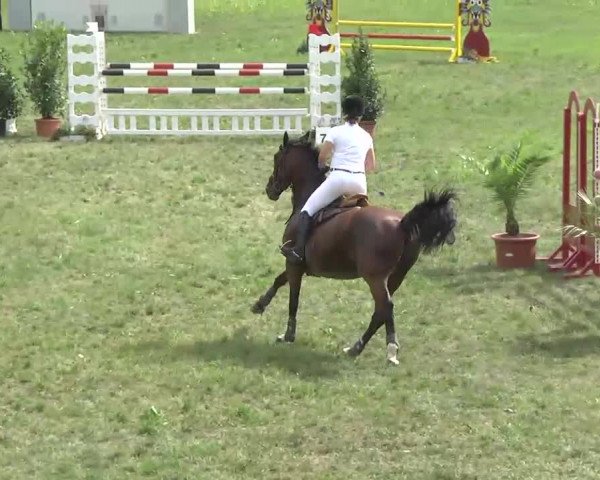 Radolfzell 2013 - Reit- und Springturnier des RC Bodenseereiter