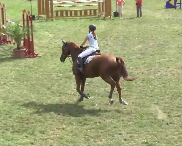 Radolfzell 2013 - Reit- und Springturnier des RC Bodenseereiter