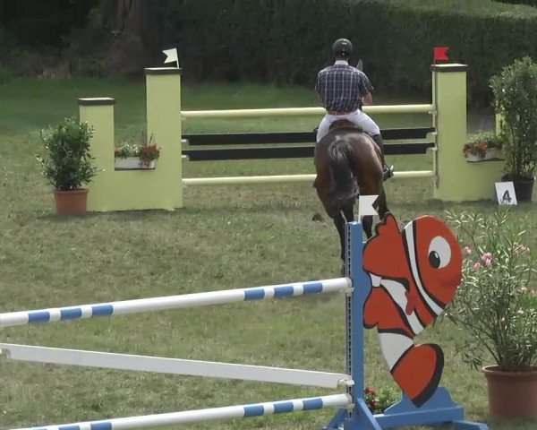 Radolfzell 2013 - Reit- und Springturnier des RC Bodenseereiter
