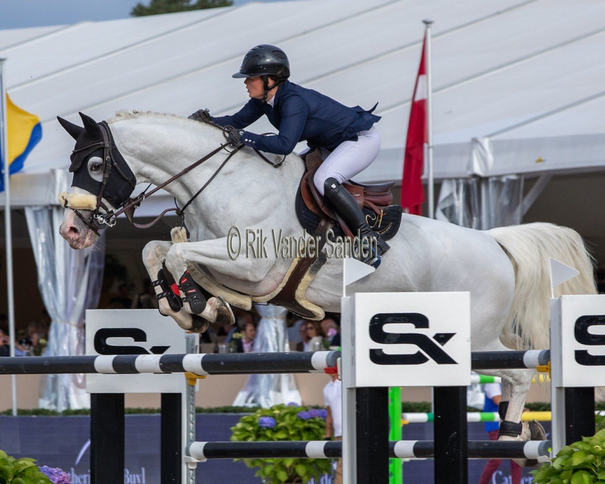 Deckhengst Gfe Exocet du Houssoit (Belgium Sporthorse, 2010, von Ugano Sitte)
