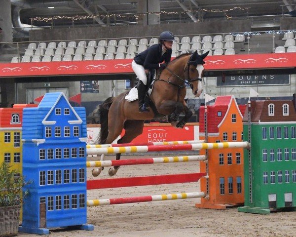 jumper Lex de Nuit Z (Zangersheide riding horse, 2017, from Le Blue Diamond v't Ruytershof)
