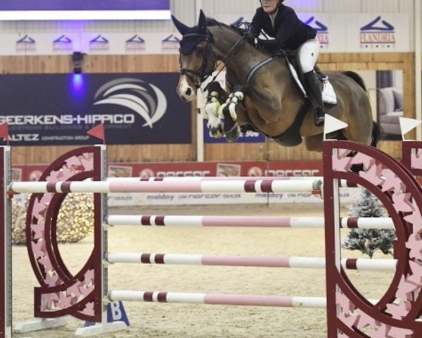 Springpferd Caruso 602 (Hannoveraner, 2008, von Chacco-Blue)