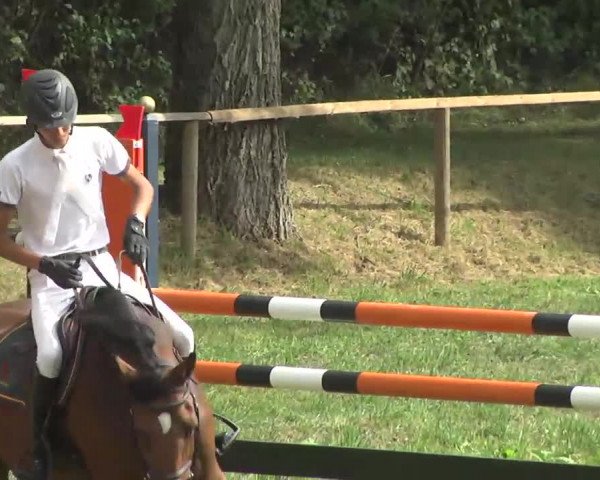Radolfzell 2013 - Reit- und Springturnier des RC Bodenseereiter