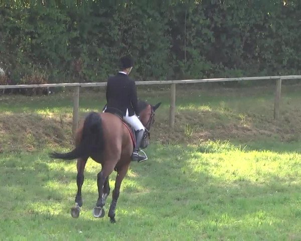 Radolfzell 2013 - Reit- und Springturnier des RC Bodenseereiter