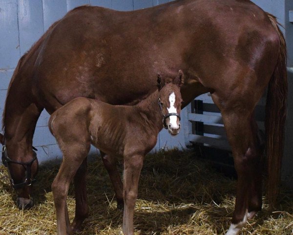 horse Stute von Good Magic xx (Thoroughbred, 2021, from Good Magic xx)