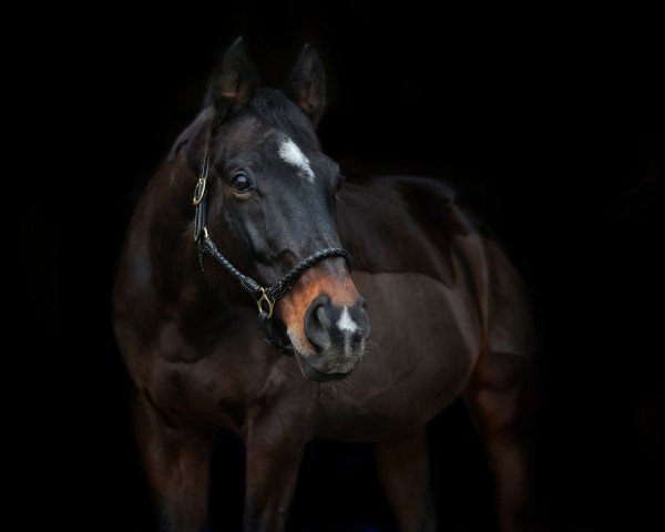 horse Little Pie (Hanoverian, 2009, from Watermill Rolex xx)