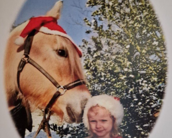 broodmare Bea Lundgård (Fjord Horse, 2016, from Ørjar N.2623)