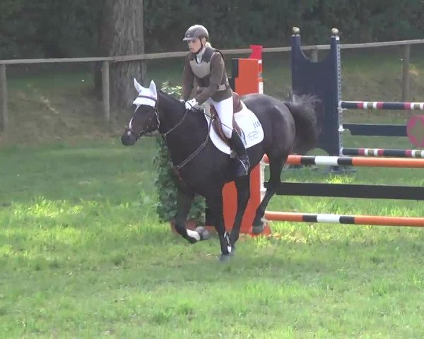 Radolfzell 2013 - Reit- und Springturnier des RC Bodenseereiter