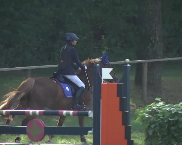 Radolfzell 2013 - Reit- und Springturnier des RC Bodenseereiter