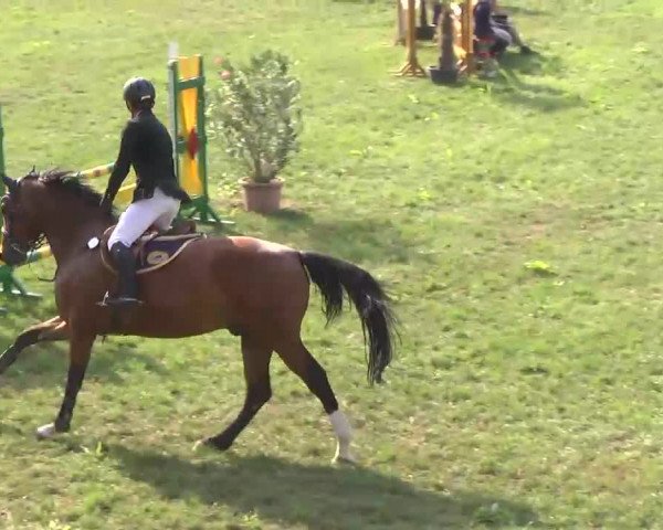 Radolfzell 2013 - Reit- und Springturnier des RC Bodenseereiter