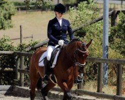 dressage horse Dafina 18 (Oldenburg, 2013, from Destano)