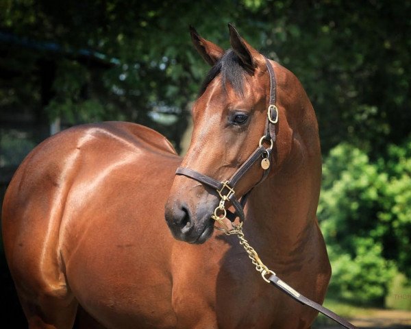 horse Stute von Bolt d´Oro xx (Thoroughbred, 2020, from Bolt D´oro xx)