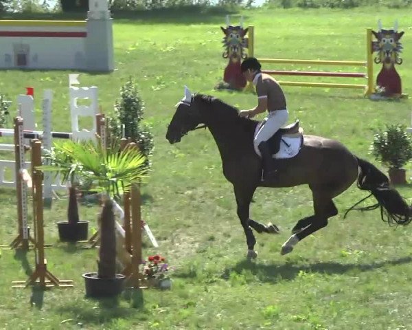 Radolfzell 2013 - Reit- und Springturnier des RC Bodenseereiter