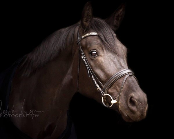 broodmare Dark Beauty 13 (German Warmblood, 2011, from Dressage Royal)
