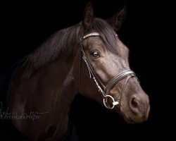 broodmare Dark Beauty 13 (German Warmblood, 2011, from Dressage Royal)