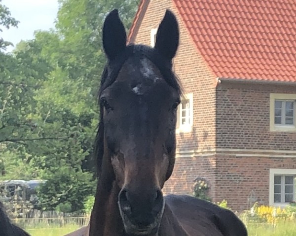 dressage horse Sir shagall von schölling (Hanoverian, 1999, from Sir Schölling)