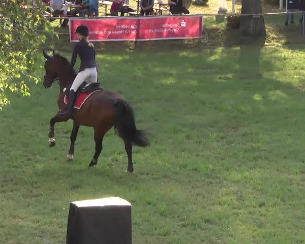 Radolfzell 2013 - Reit- und Springturnier des RC Bodenseereiter