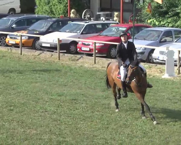Radolfzell 2013 - Reit- und Springturnier des RC Bodenseereiter