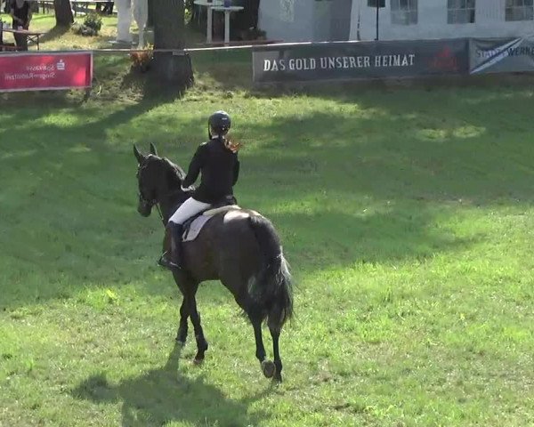 Radolfzell 2013 - Reit- und Springturnier des RC Bodenseereiter