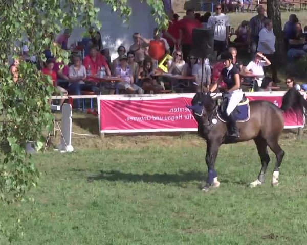 Radolfzell 2013 - Reit- und Springturnier des RC Bodenseereiter