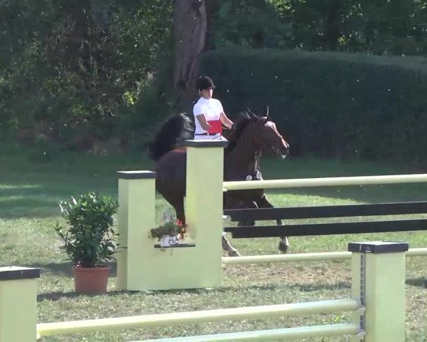 Radolfzell 2013 - Reit- und Springturnier des RC Bodenseereiter