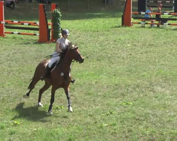 Radolfzell 2013 - Reit- und Springturnier des RC Bodenseereiter