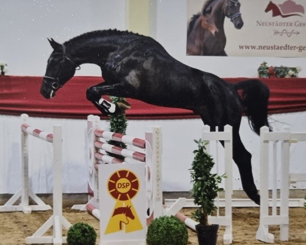 horse Nexus (German Warmblood, 2022, from Numero Due)