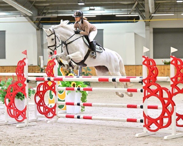 broodmare Corneta C (Westphalian, 2015, from Cornet Obolensky)