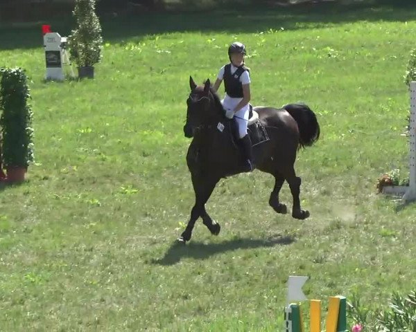 Radolfzell 2013 - Reit- und Springturnier des RC Bodenseereiter
