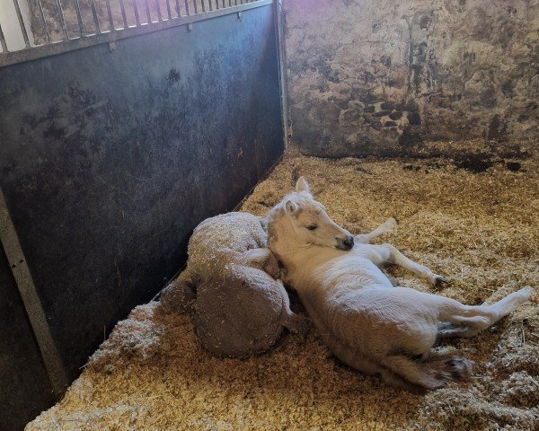 broodmare Julia Lundgård (Fjord Horse, 2024, from Montanas Hugin)