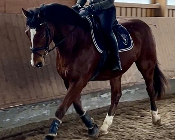 horse Cloney K (Württemberger, 2019, from Ciacomo)