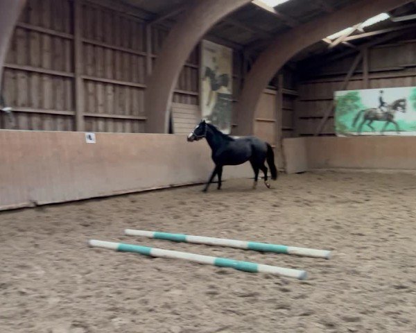 Video von Pauline SW