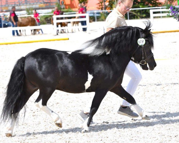 Pferd Gwendo vom Winzershof (Shetland Pony, 2018, von Galant van Hendrijntje) Pferd Gwendo vom Winzershof (Shetland Pony, 2018, von Galant van Hendrijntje)
