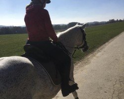 jumper Think Twice 10 (German Riding Pony, 2001)