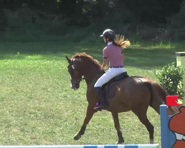 Radolfzell 2013 - Reit- und Springturnier des RC Bodenseereiter