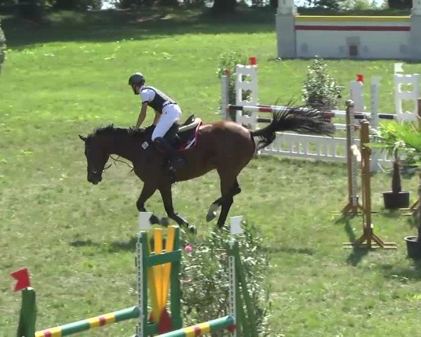 Radolfzell 2013 - Reit- und Springturnier des RC Bodenseereiter
