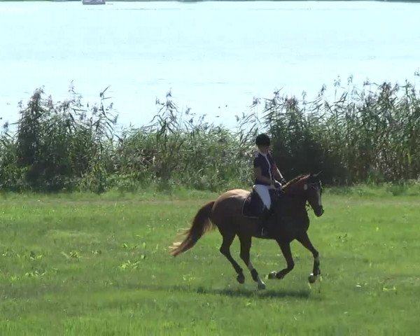 Radolfzell 2013 - Reit- und Springturnier des RC Bodenseereiter