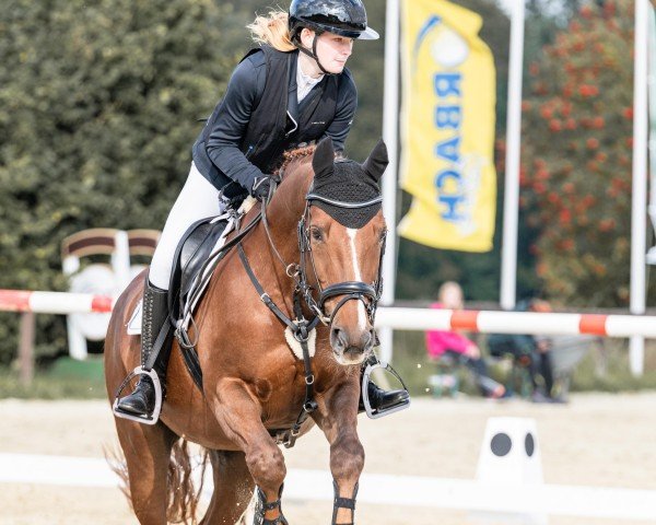 Dressurpferd Alisea 6 (Hessisches Warmblut, 1999, von Alfuro)