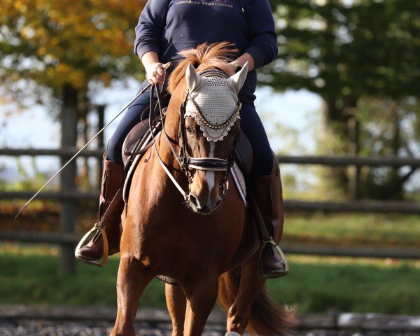 dressage horse Rebell S (Bavarian, 2012, from Rotgold)