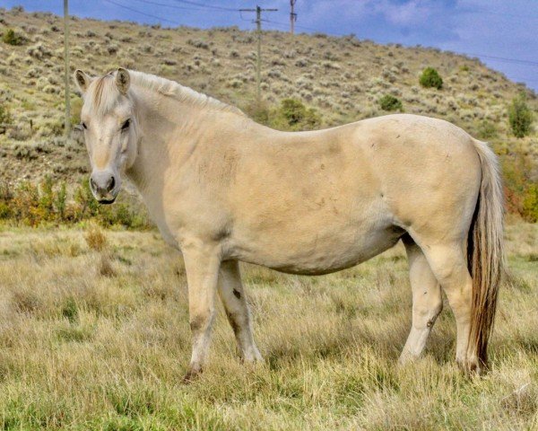 broodmare Heggnes Terna N.2582 (Fjord Horse, 2002, from Brand N.2783)