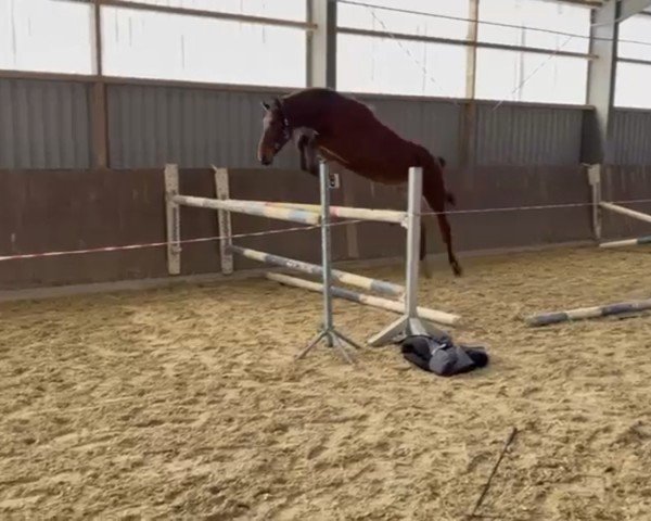 horse Kassadamo (Rhinelander, 2022, from Kassander van het Roosakker)