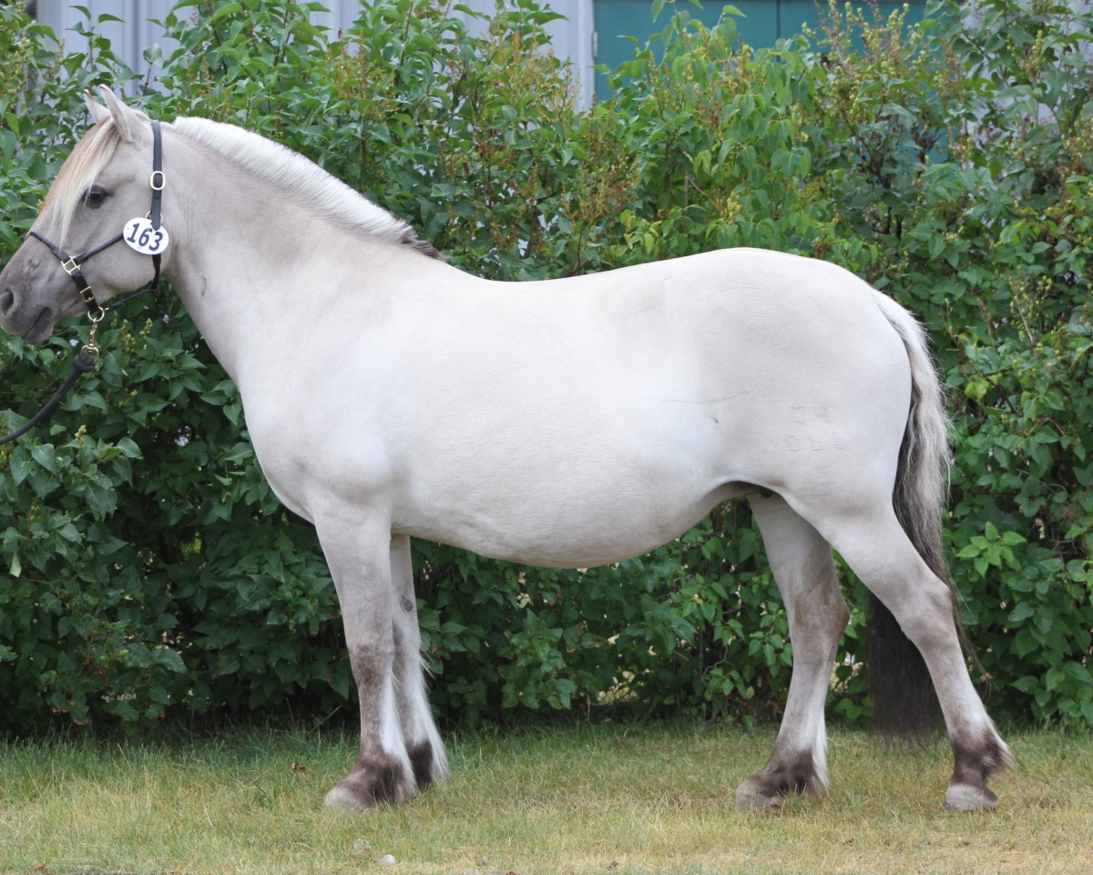 broodmare Vikkelsoe's Kunst (Fjord Horse, 2004, from Max FJH 691)