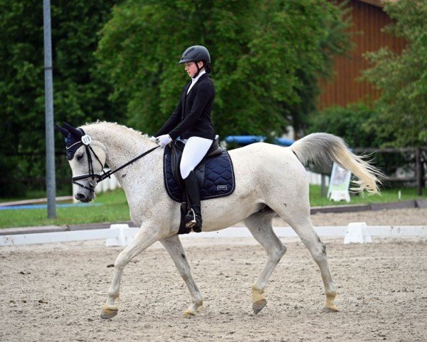 dressage horse Cerubin 5 (Polish Warmblood, 2014, from Germanio x)