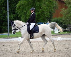 dressage horse Cerubin 5 (Polish Warmblood, 2014, from Germanio x)