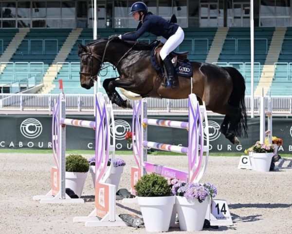 Caballo de salto Guess D'Ajon (Selle Français, 2016, de Artiste de L'Abbaye)