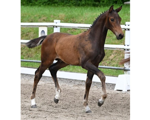 horse Unesco (Oldenburg, 2024, from Uno I)