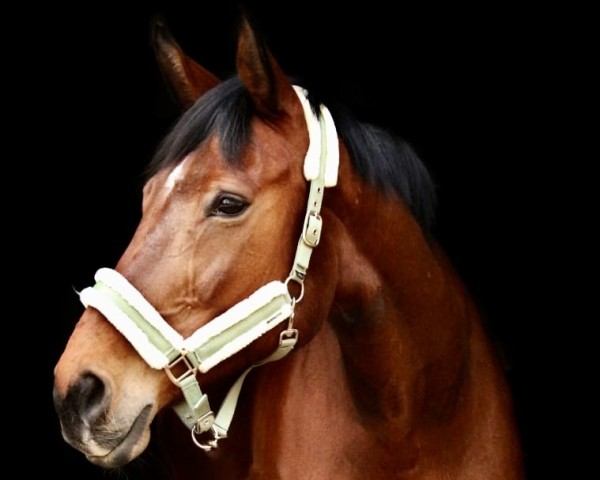 jumper Coco Chanel 329 (Hanoverian, 2006, from Contendro I) jumper Coco Chanel 329 (Hanoverian, 2006, from Contendro I)