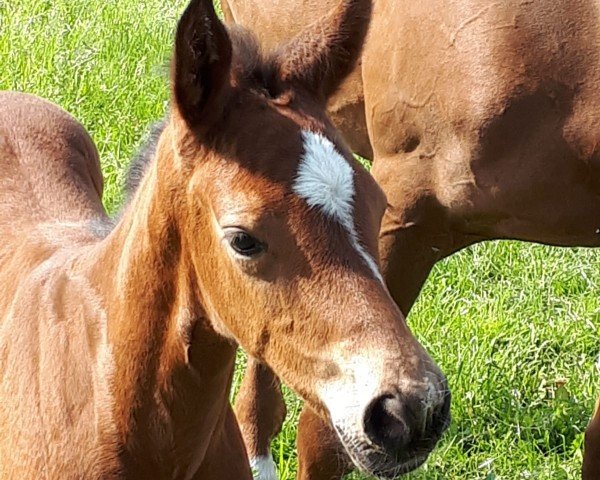 horse Crema de la Nena (Hanoverian, 2019, from Conteur)
