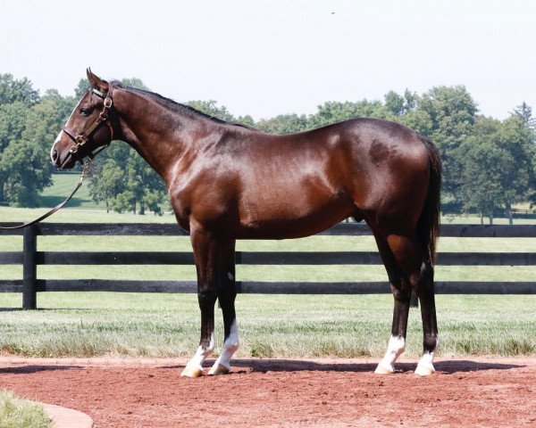 Pferd Hengst von Medaglia d´Oro xx (Englisches Vollblut, 2020, von Medaglia d'Oro xx)