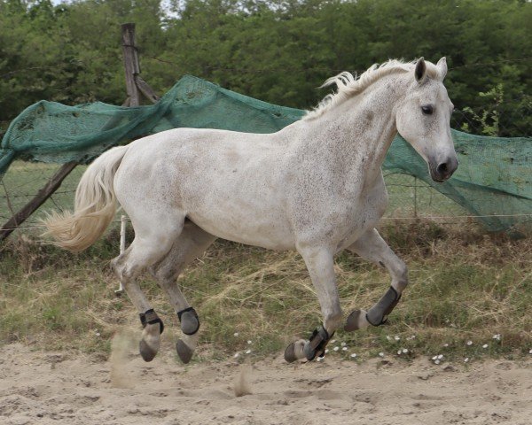 Zuchtstute Ajandek (Ungarisches Warmblut, 2009, von Caos)